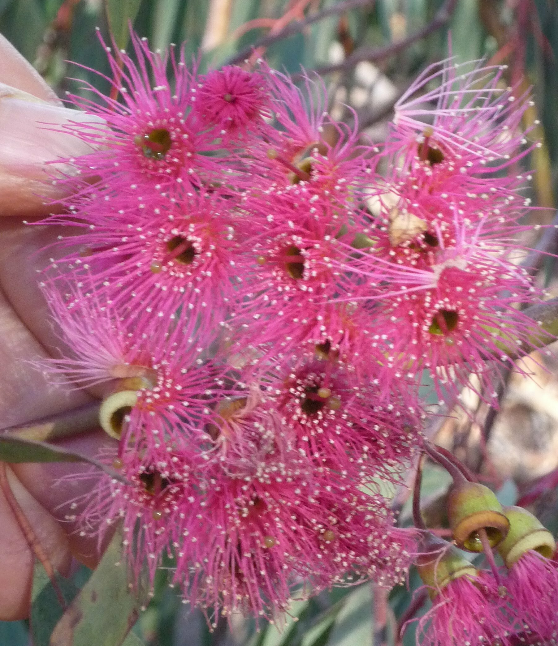 High Resolution Eucalyptus sideroxylon Flower